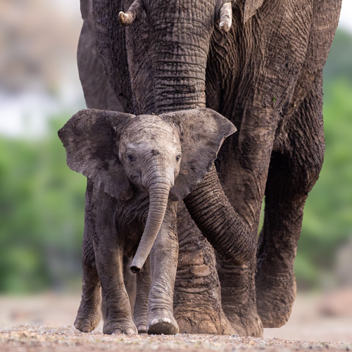 Elephants in Botswana Wildlife travel for families. Elephants in Botswana.