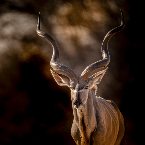 Kudu bull in the Kalahari Desert Wildlife travel for seniors - Kudu bull in the Kalahari Desert.