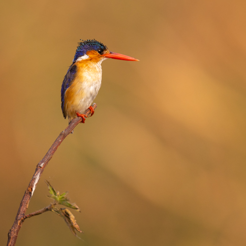 Malachite kingfisher in Chobe, Botswana. Wildlife travel for birders - Malachite kingfisher in Chobe, Botswana.