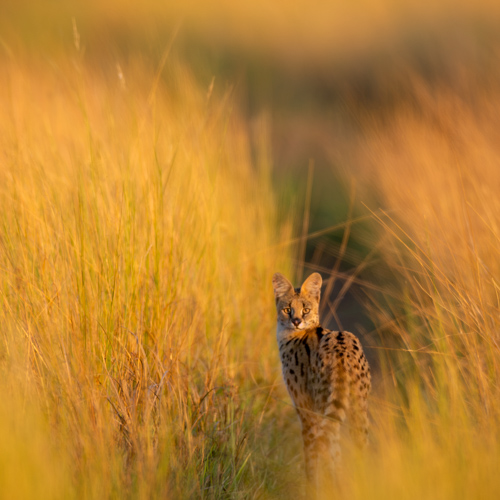 Serval in the Okavango Delta Wildlife travel for photographers. Serval in the Okavango Delta