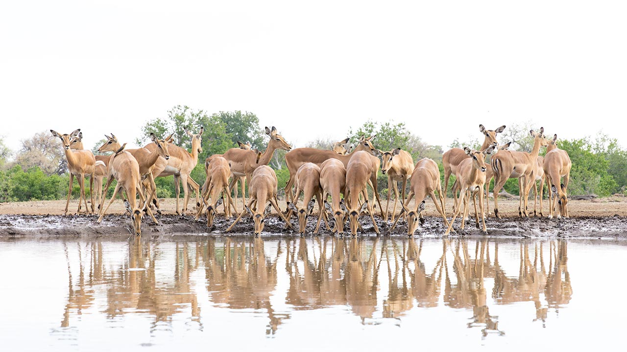 Impalas in Botswana Photo Tours & Bespoke Tour Planning - Impalas in Botswana